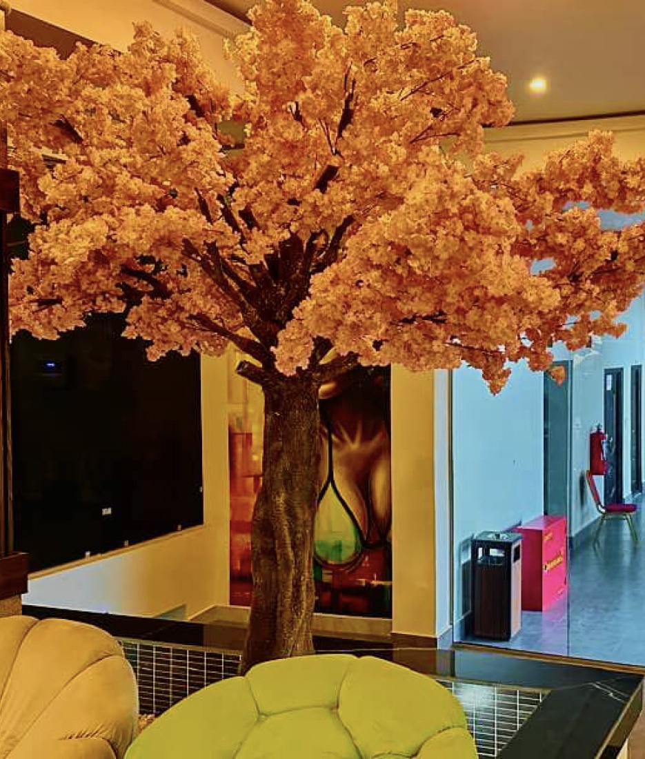 Image of tree
